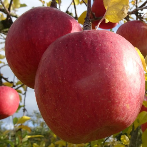 福島りんごサンふじ10ｋg