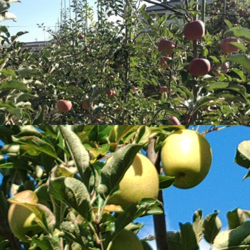 青森りんご詰合せ5ｋｇ　（サンふじ・王林）