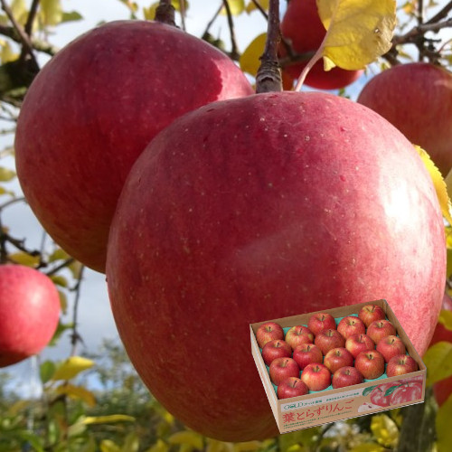 青森りんご　葉とらずふじ3ｋｇ