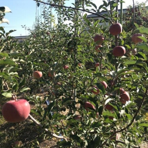 青森りんご　サンふじ10ｋｇ