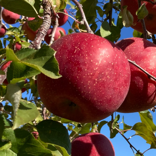 長野県産　サンふじりんご　5ｋｇ
