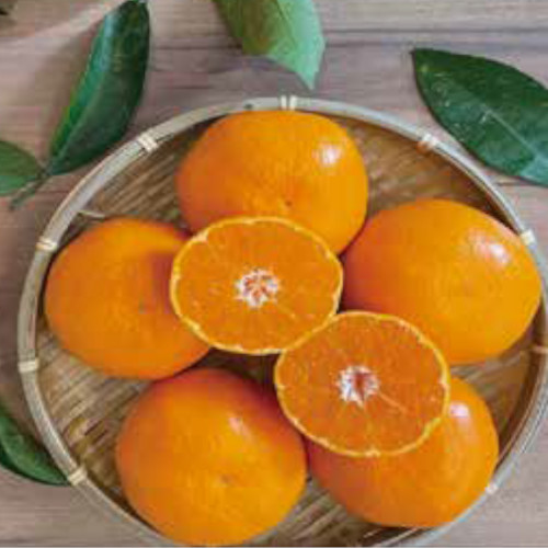 こだわり温州みかん