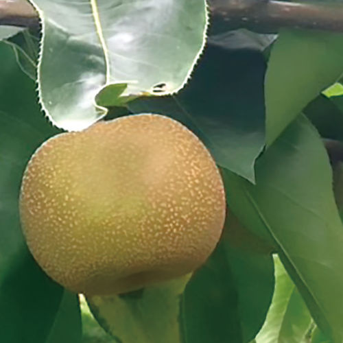 【長野県産】幸水梨