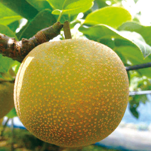 【長野県産】豊水梨