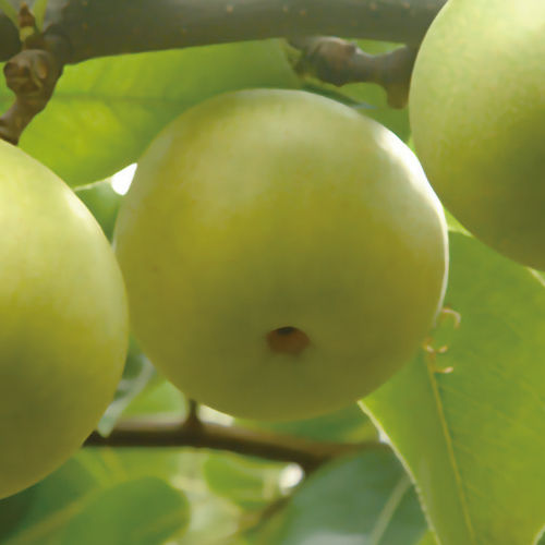 【鳥取県産】二十世紀梨　3.75kg