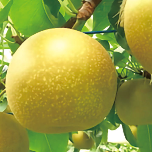 【鳥取県産】新甘泉梨　5kg