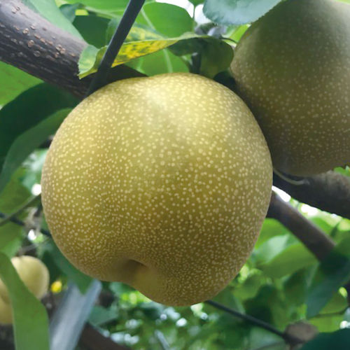 【長野県産】南水梨