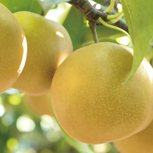 【福岡県産】あきづき梨