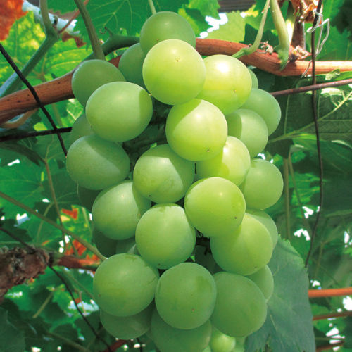 【岡山県産】マスカット・オブ・アレキサンドリア