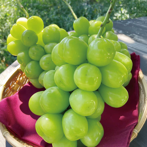 【山梨県産】手塚さんの限定シャインマスカット