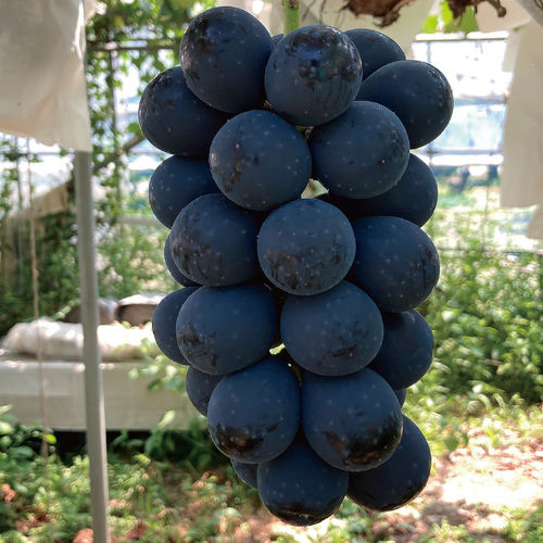 【長野県産】ナガノパープル