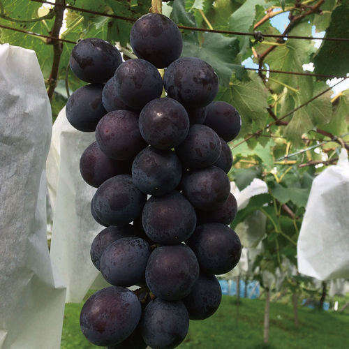 【長野県産】巨峰